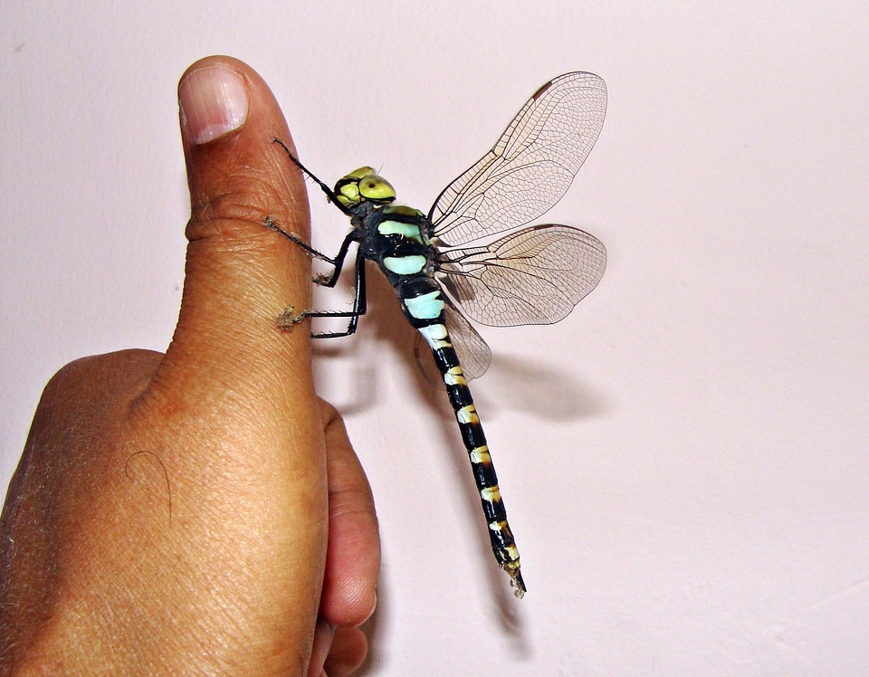 Thumb bug wings