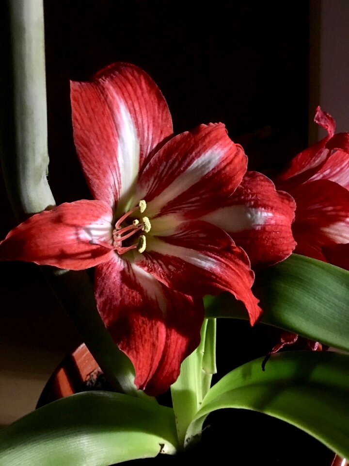 Flower nature flowers
