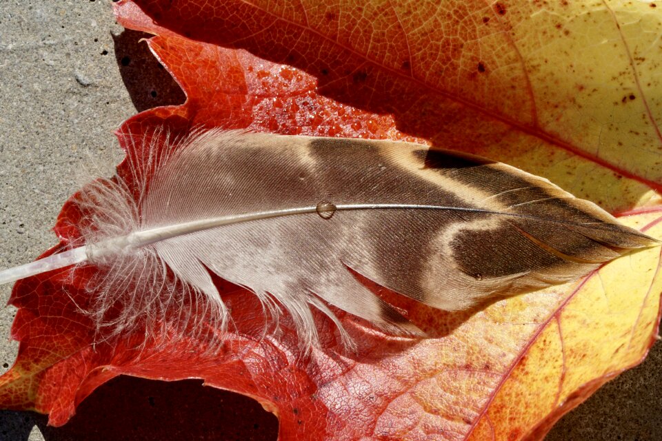 Autumn leaf fall color