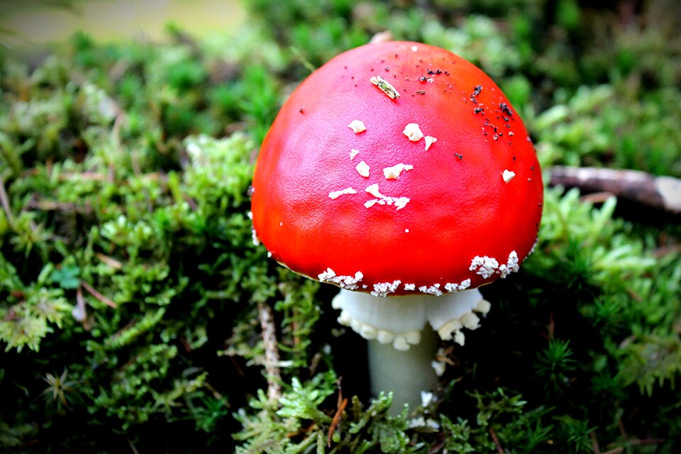Fly agaric forest nature