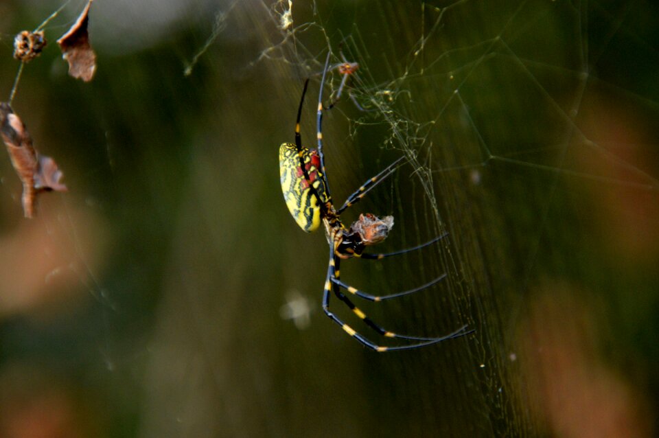 Shaman insects spider web