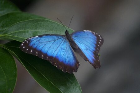 Sky butterfly large butterfly tropical butterflies photo