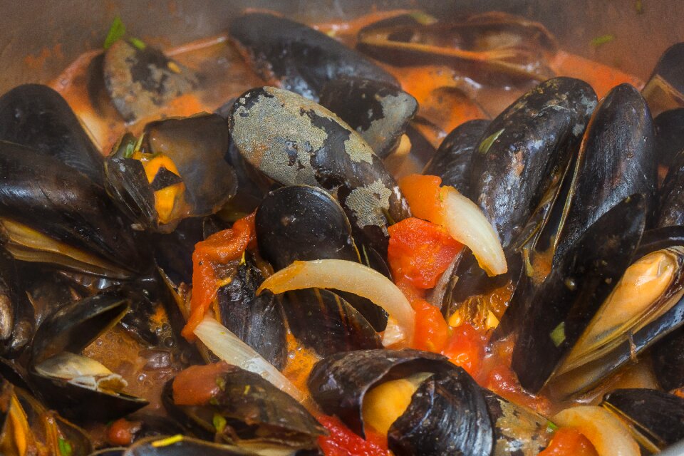 Mussel seashell sea animals