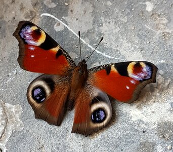 Butterfly peacock Free photos