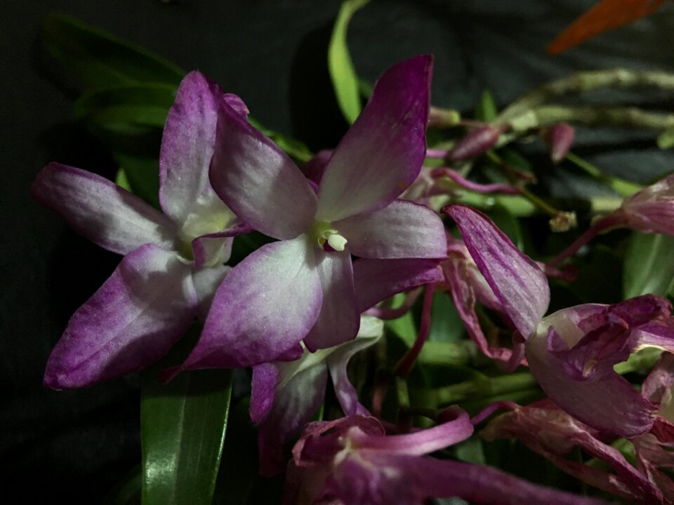 Nature garden flowers