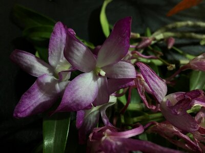 Nature garden flowers