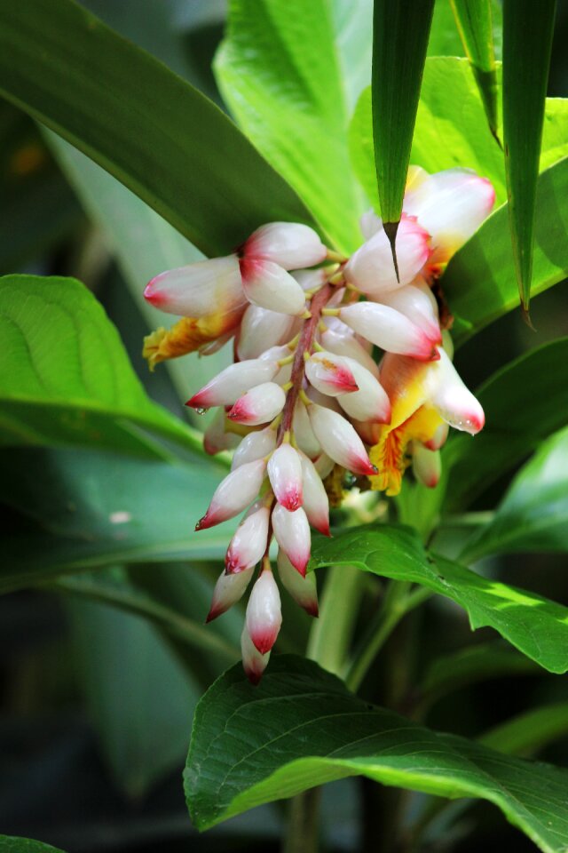Bloom colombia exotic