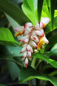 Bloom colombia exotic