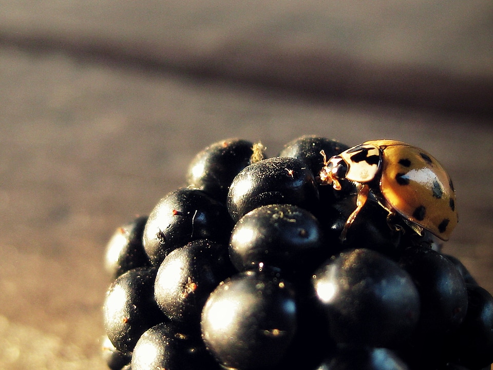 Fruit berry nature