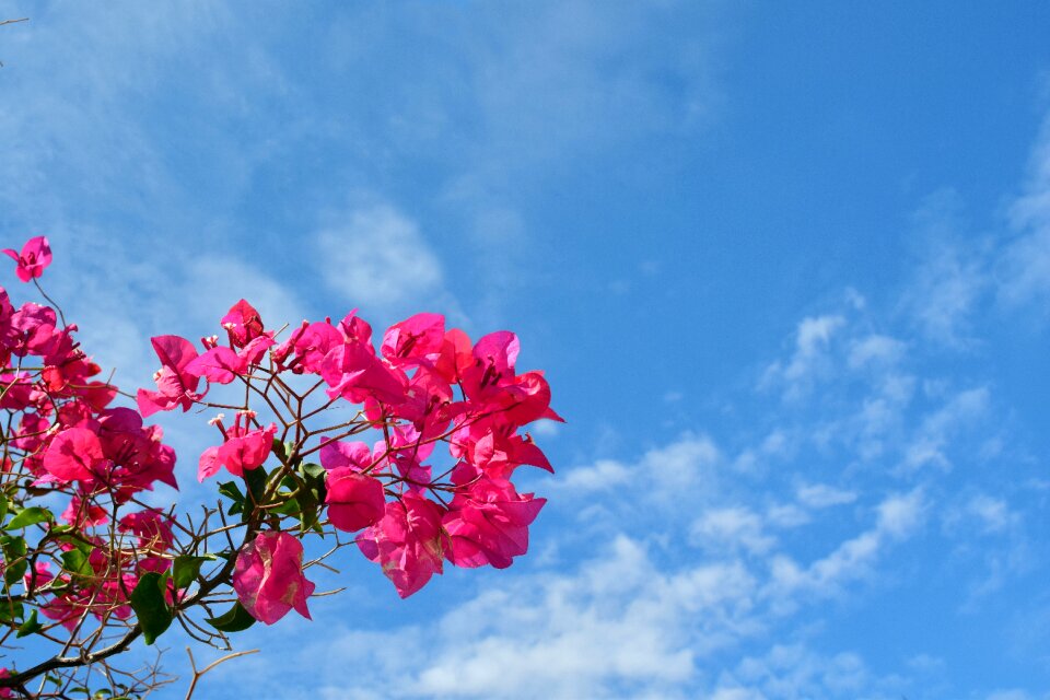 Red red flower flower
