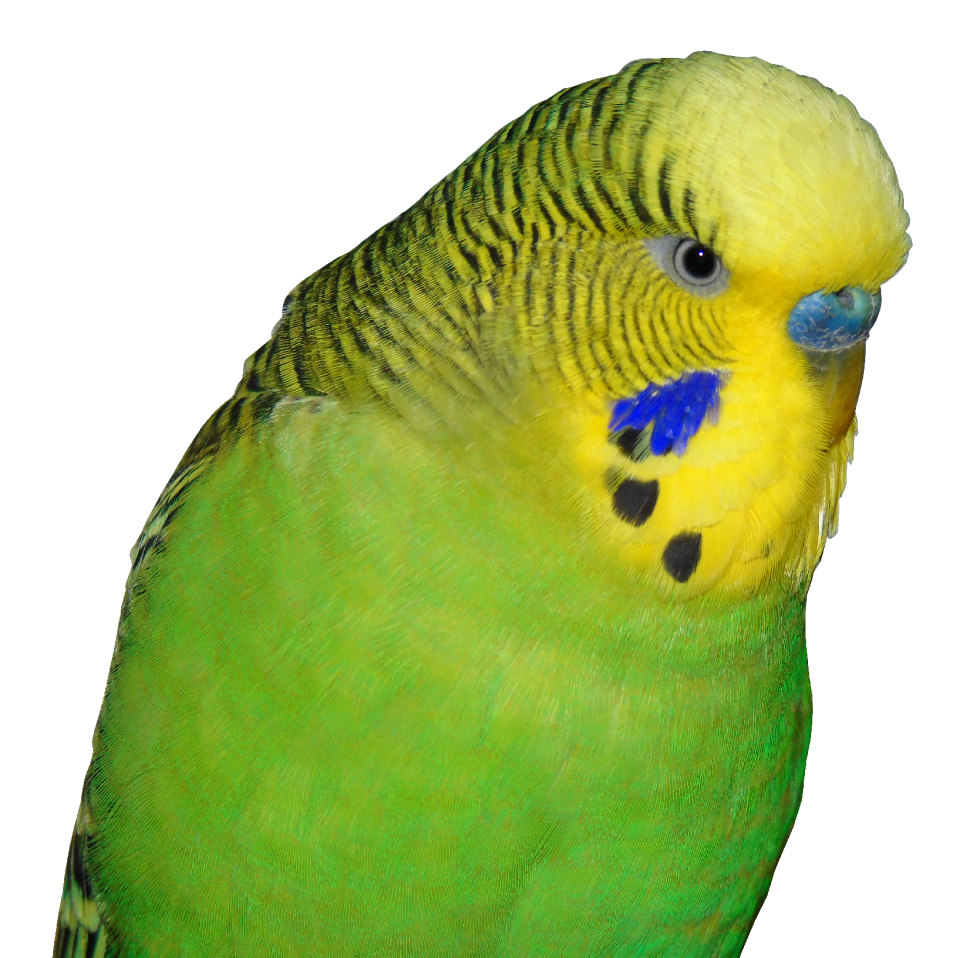 Small bird parakeet green