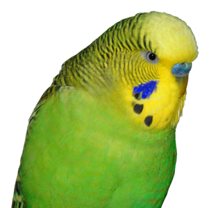 Small bird parakeet green photo