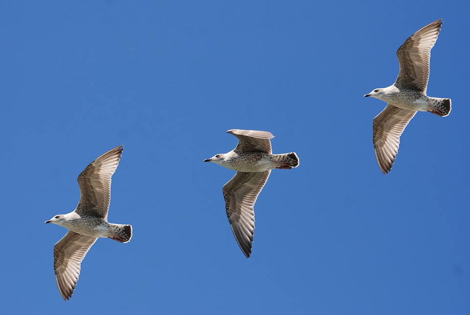 Feather sky flight