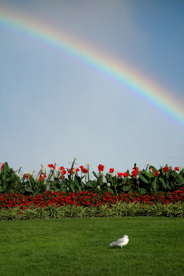 Flowers harmony dynamic