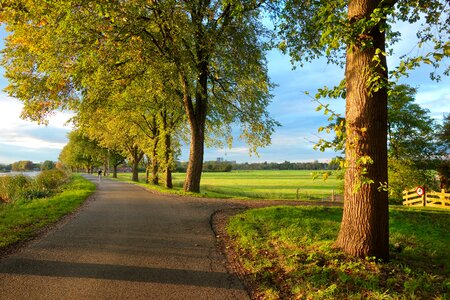 Trees field meadow grass photo