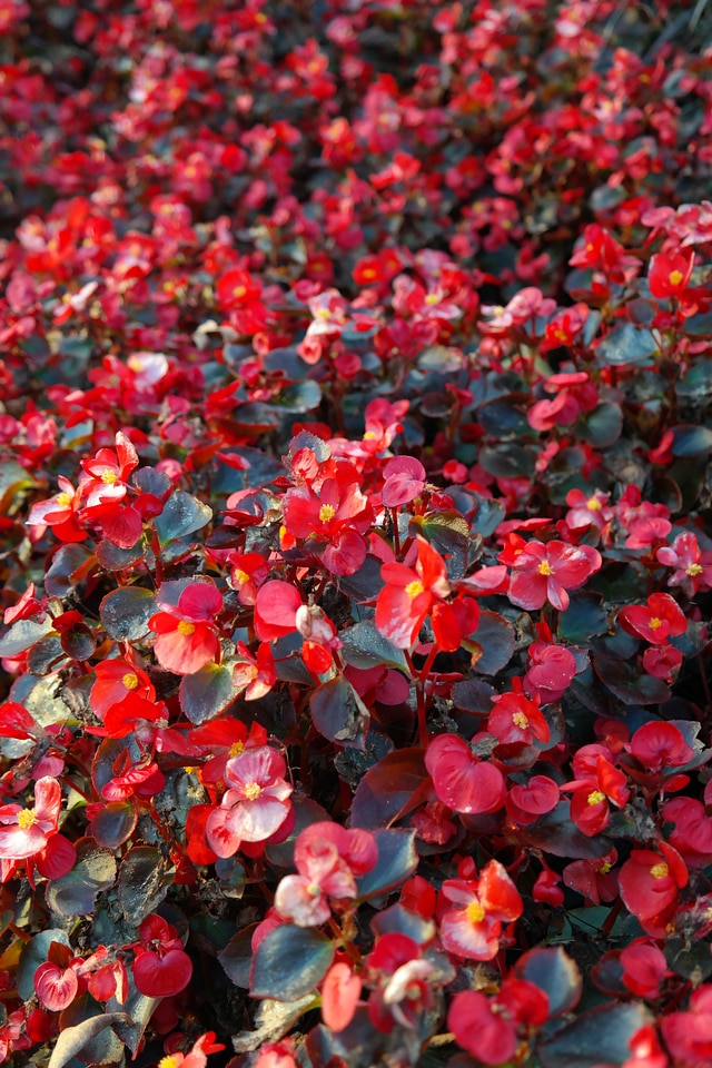 Flora semperflorens begonias begonia semperflorens cultorum
