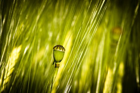 Green poppy basket wheat
