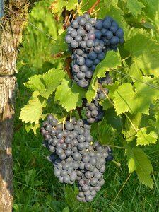 Vine winegrowing plant photo