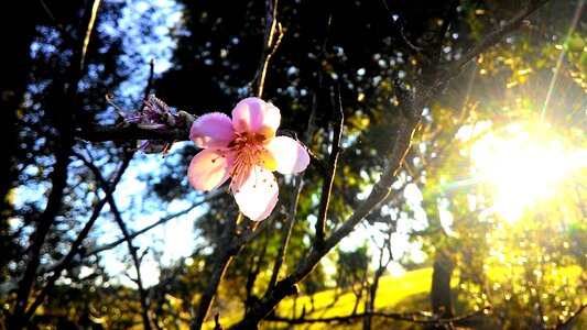 Flowers clouds landscape
