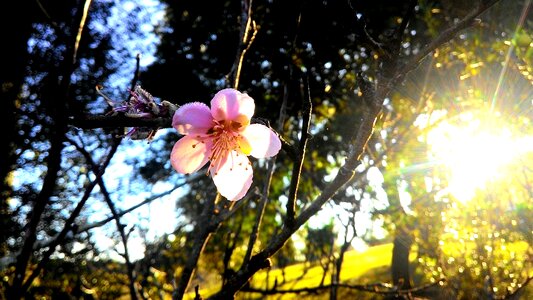 Flowers clouds landscape photo