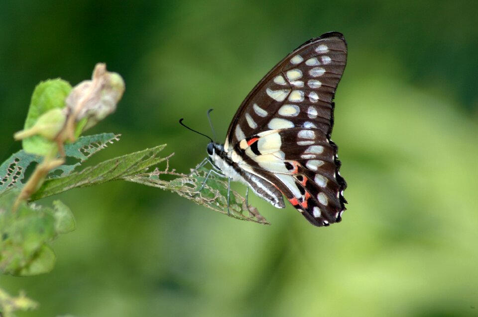 Cai long yu taiwan green-spotted swallowtail