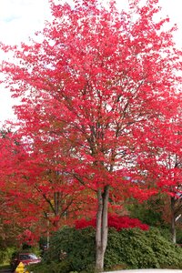 Red october photo