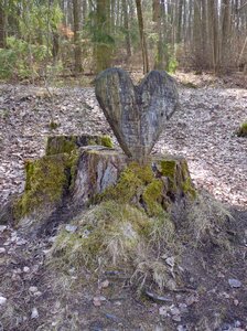Heart tree stump sawn