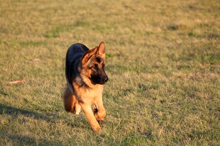 Puppy purebred park