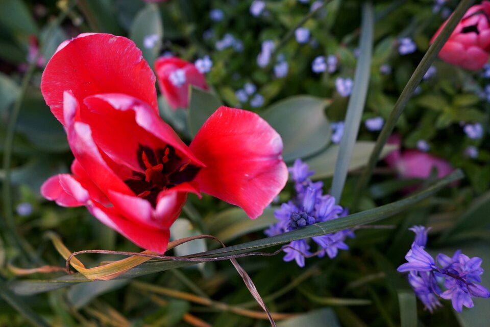 Landscape garden nature