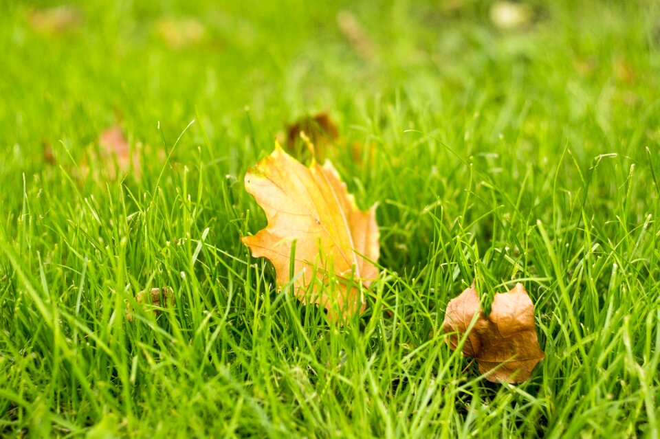 Autumn nature golden autumn forest