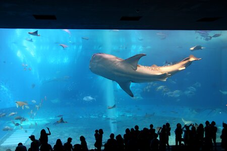 Sea aquarium