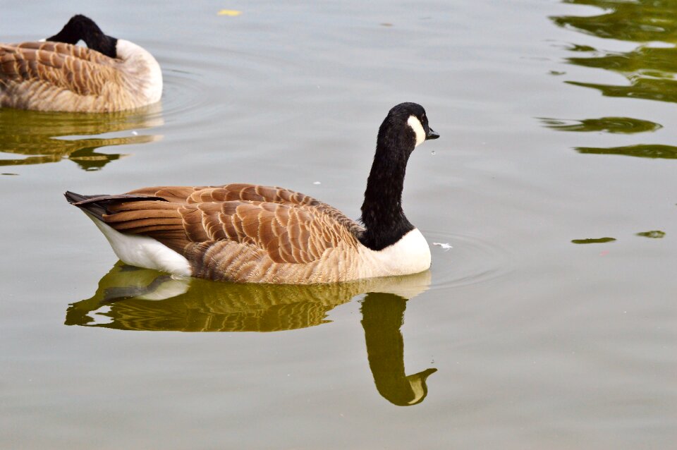 Water bird poultry swim