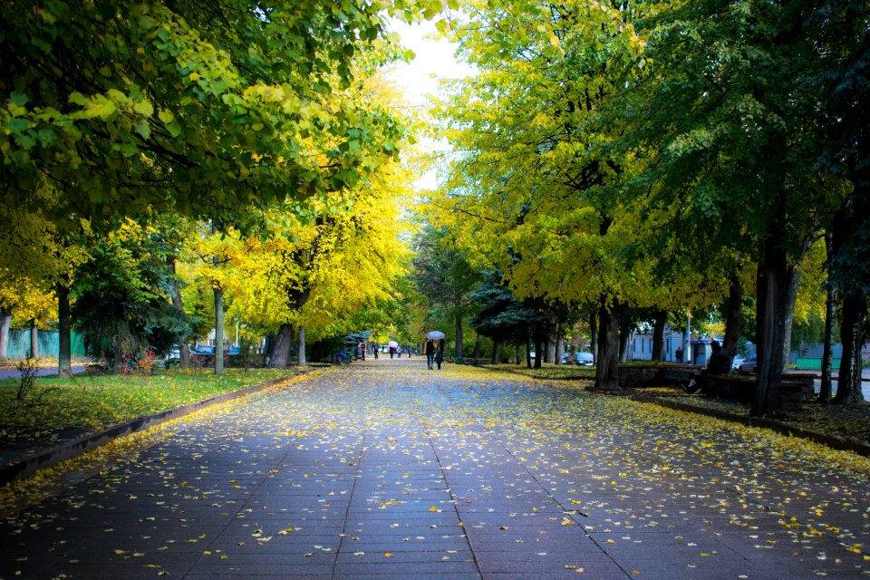 Park autumn trees