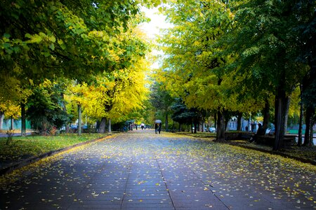 Park autumn trees photo