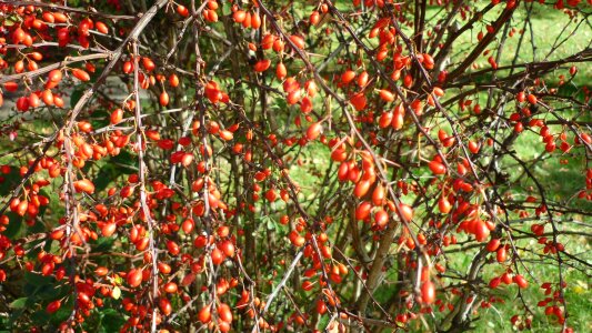 Red bush hedge photo