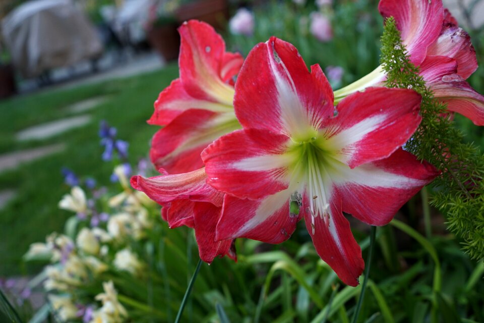 Landscape garden nature