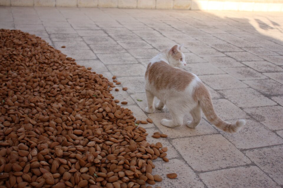 Almonds sicily agriculture