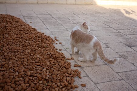Almonds sicily agriculture