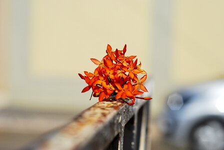 Blurred flowers background