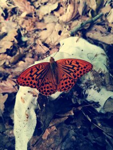 Butterfly nature orange