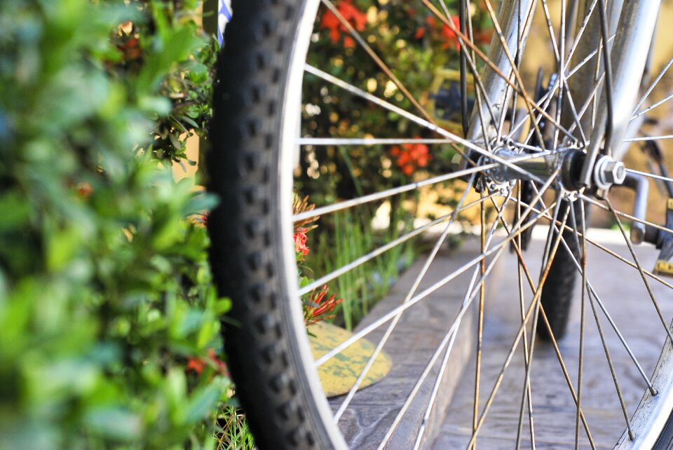 Tire plants garden