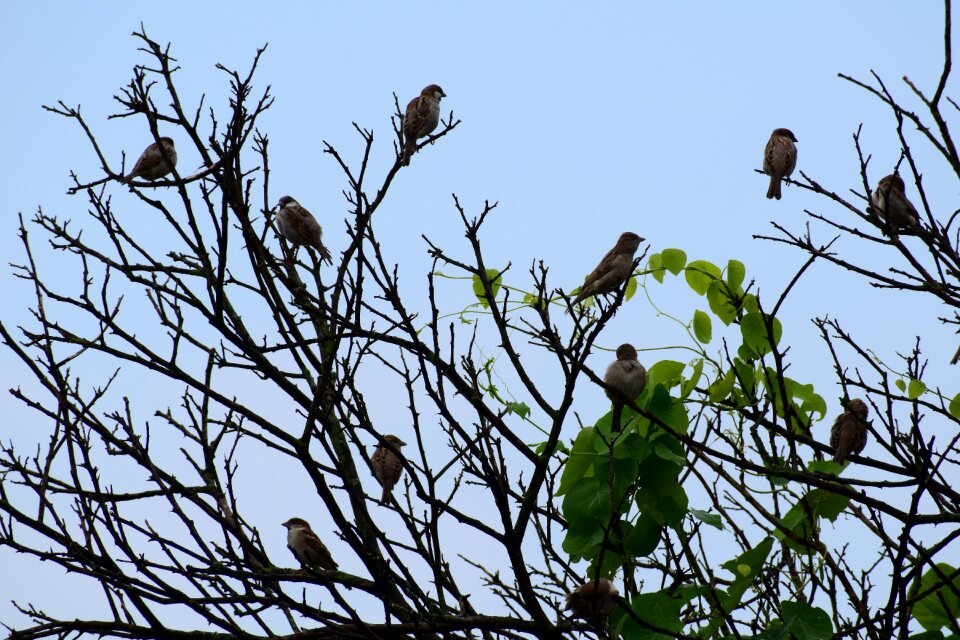 Wild wildlife beak photo