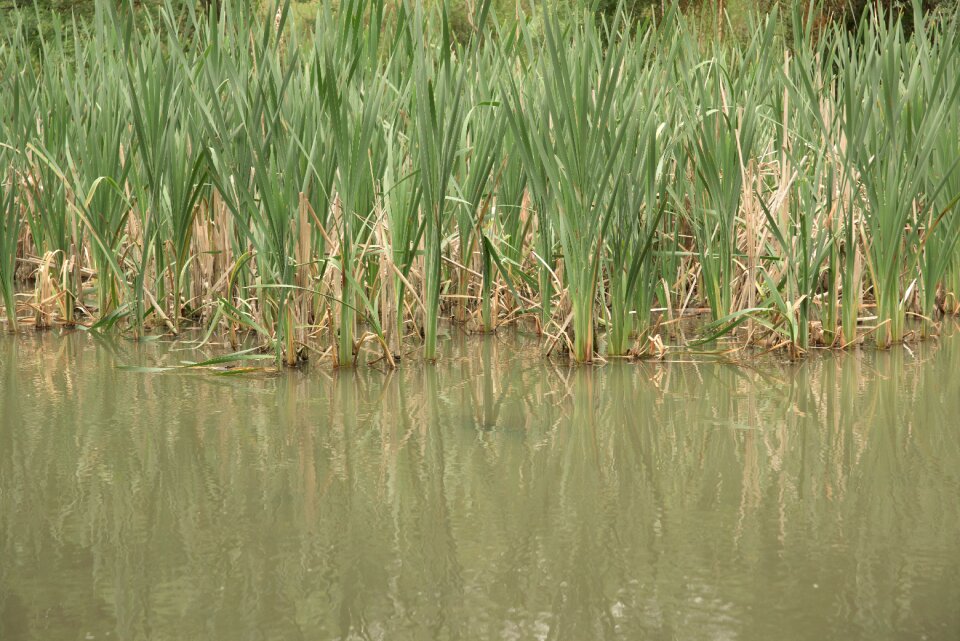 Fishing nature field