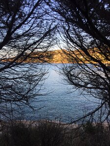 Trees waves blue