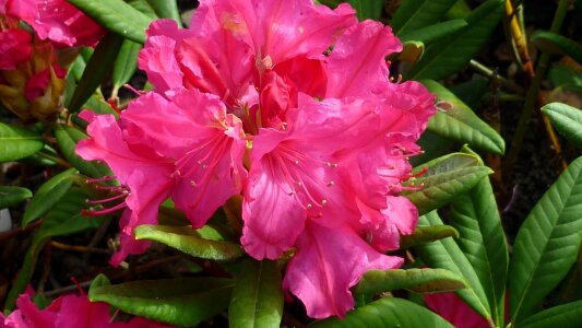 Blossom bloom bush