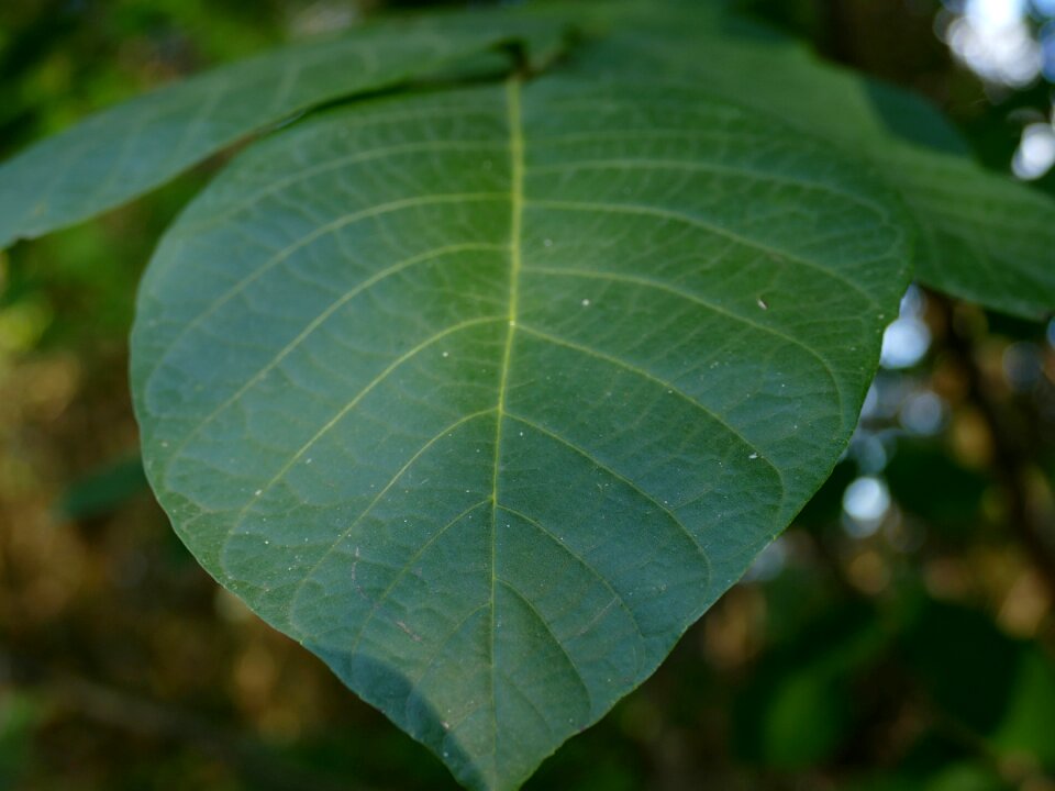 Letter green nutty