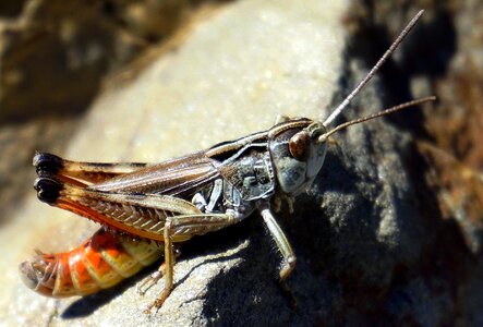 Lobster eyes antenna photo