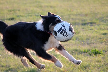 Play catch pet