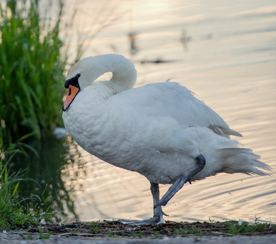 Water animal bird