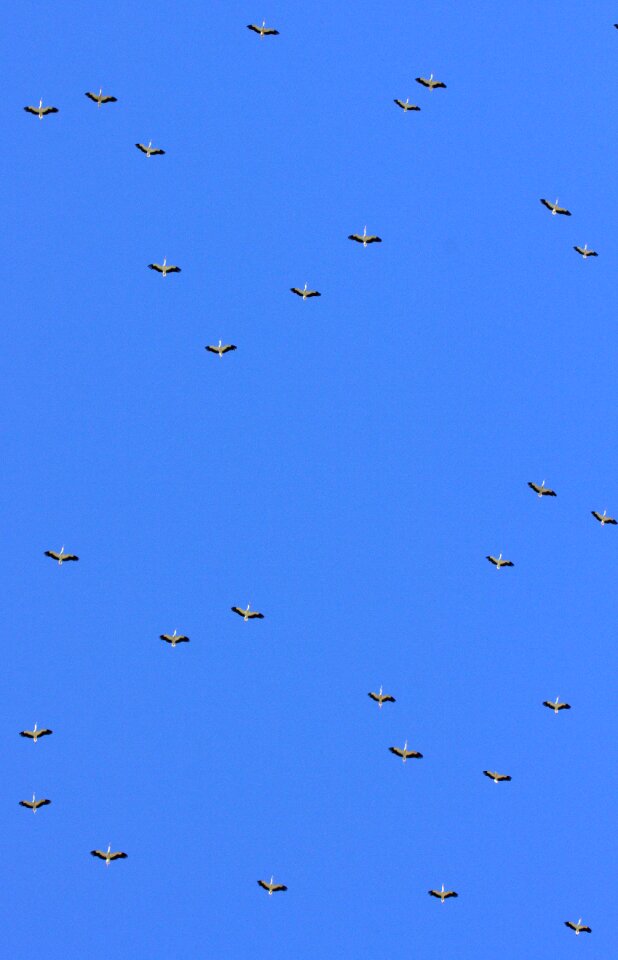 Stol birds sky